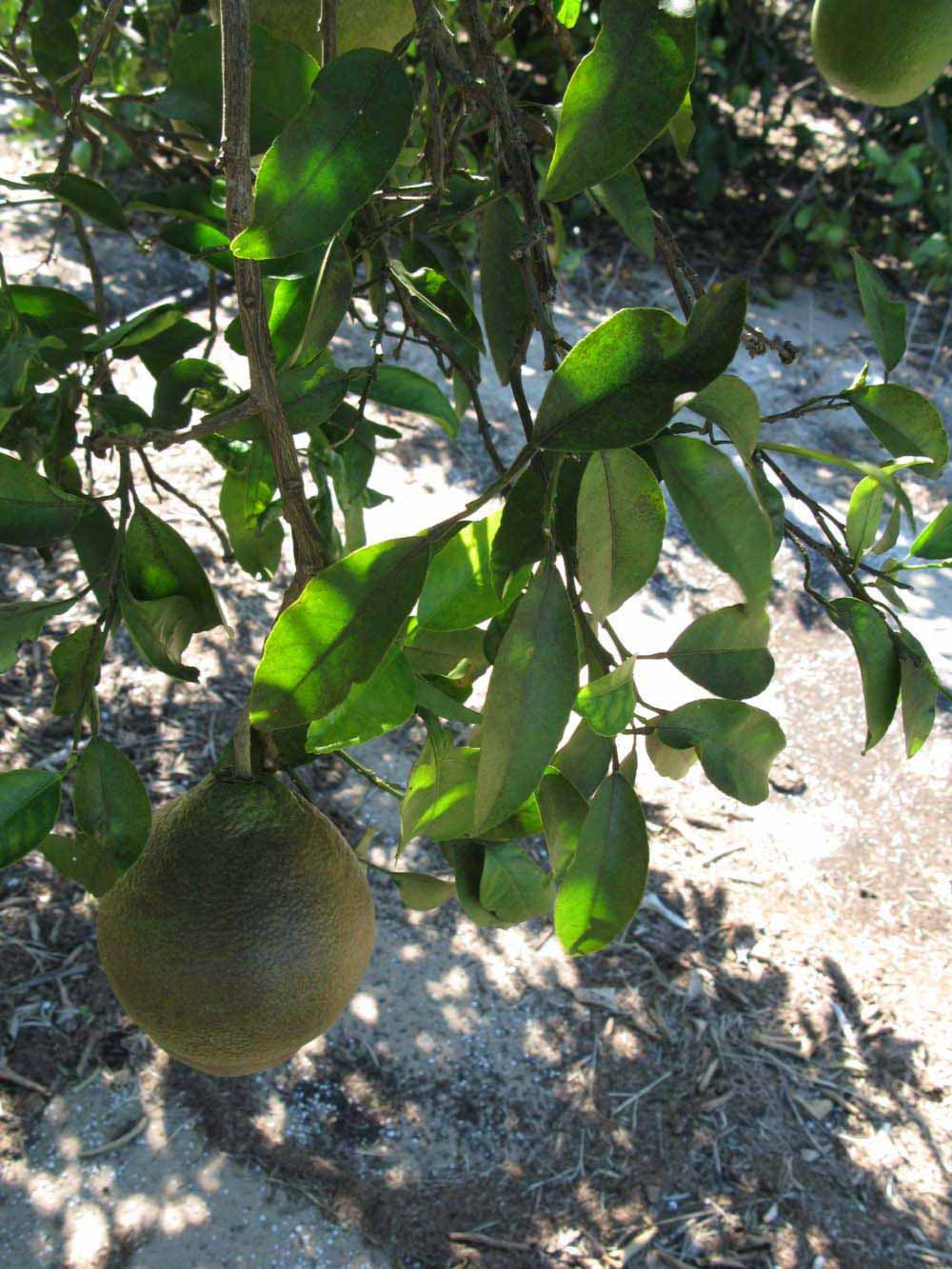              Shade leaves (Winter Haven, FL)       